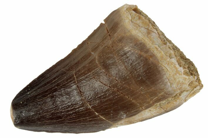 Fossil Mosasaur (Prognathodon) Tooth - Morocco #186548